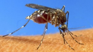 mosquito-aedes-aegypti-virus-chikungunya