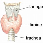 tiroide-1