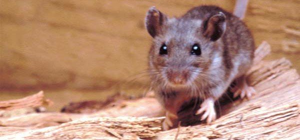 HantaVirus (1)