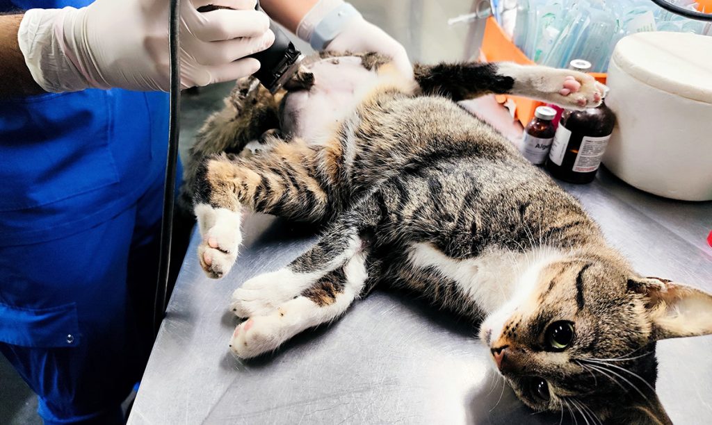 El Hospital Centro de Salud avanza en el control responsable de su colonia felina con un operativo pionero