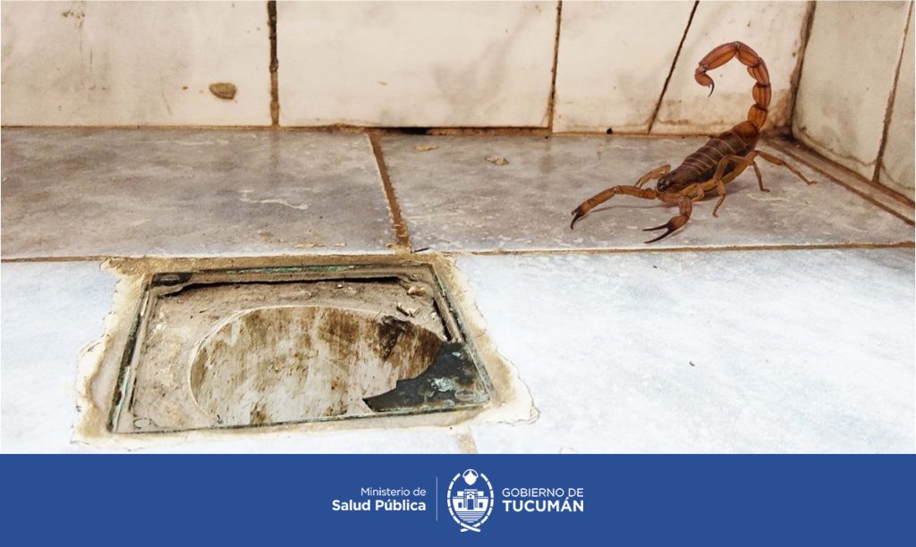 Alacranes: Conocé cómo prevenir su aparición y qué hacer en caso de picadura