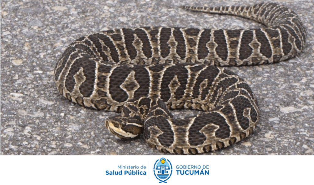 Alerta por animales ponzoñosos, recomiendan cómo actuar ante mordeduras y picaduras en Tucumán