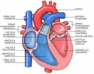 CORAZON